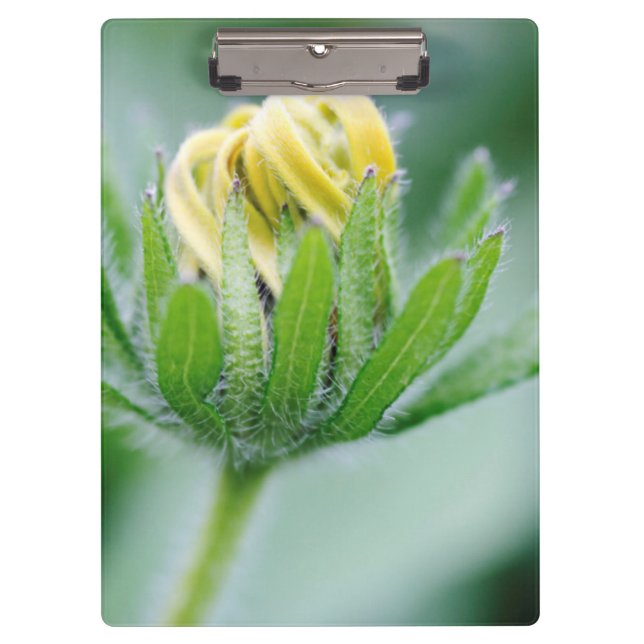 Carpeta De Pinza Flor de cono en flor (Anverso)