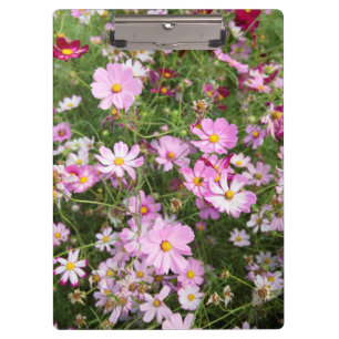 Carpeta De Pinza Flor de Cosmos (Bidens Formosa). Kirkwood