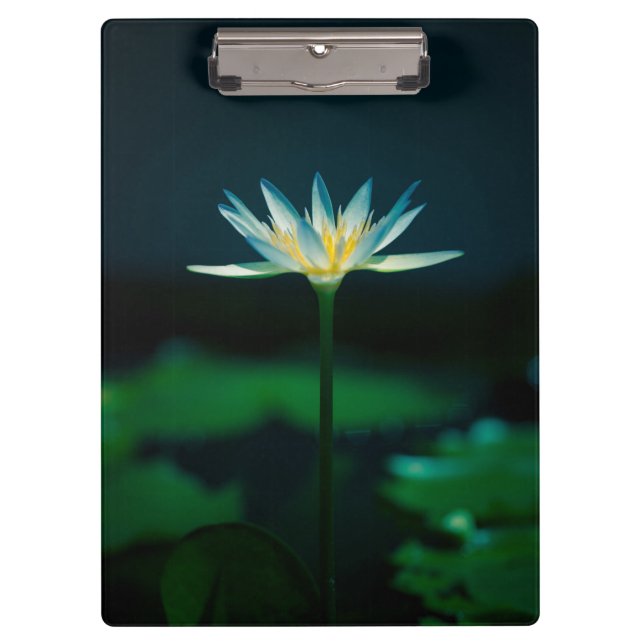 Carpeta De Pinza Flor de Lirio de Agua Blanca (Anverso)