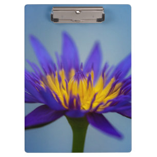Carpeta De Pinza Flor De Lirio De Agua Púrpura