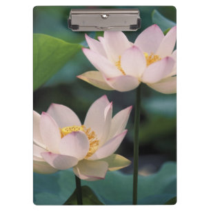 Carpeta De Pinza Flor de loto en flor, China