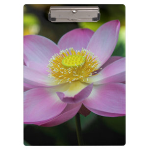 Carpeta De Pinza Flor de loto florecida, Indonesia