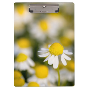 Carpeta De Pinza Flor de manzanilla en primer plano, Hungría