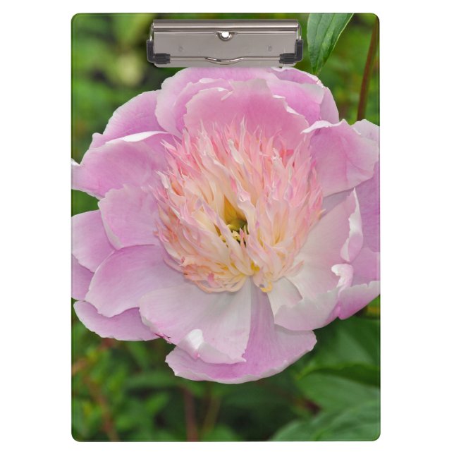 Carpeta De Pinza Flor de peón rosa (Anverso)