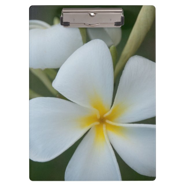 Carpeta De Pinza Flor de plumería tropical blanca de Fiji (Anverso)