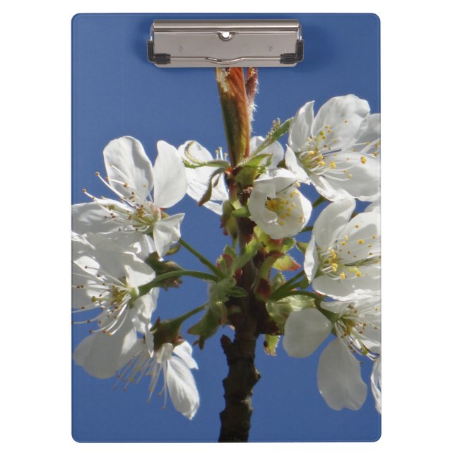 Carpeta De Pinza Flor de primavera blanca (Anverso)