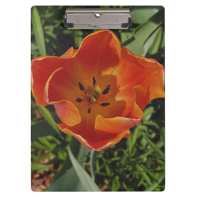 Carpeta De Pinza flor de primavera roja (Anverso)