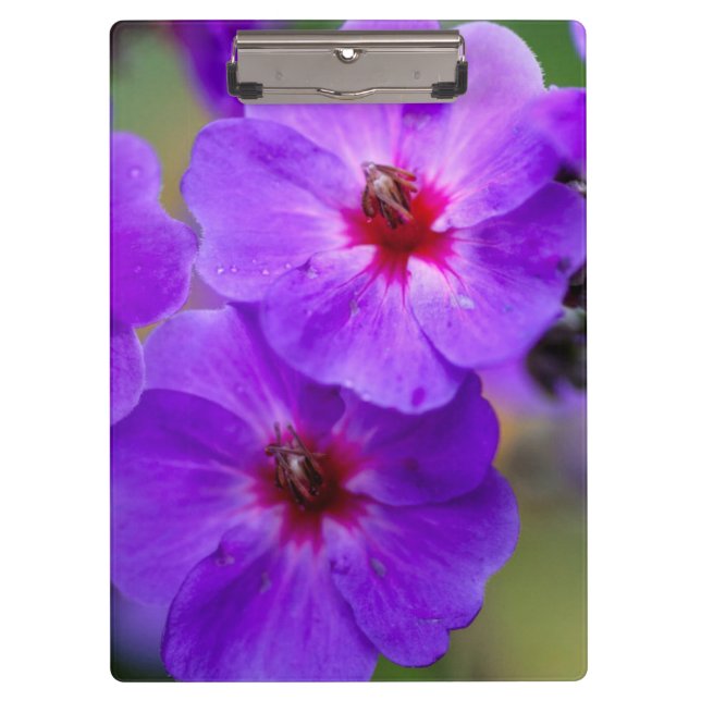 Carpeta De Pinza Flor púrpura (Anverso)