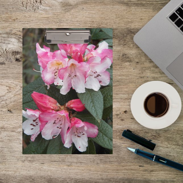 Carpeta De Pinza Flor rosa de rododendrón floral (In Situ)
