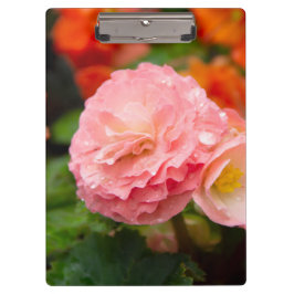 Carpeta De Pinza Flor rosa delgada después de la lluvia