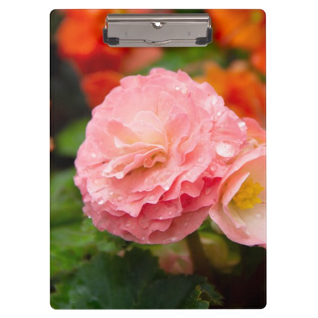 Carpeta De Pinza Flor rosa delgada después de la lluvia (Anverso)