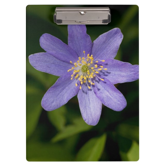 Carpeta De Pinza Flor silvestre (Anverso)