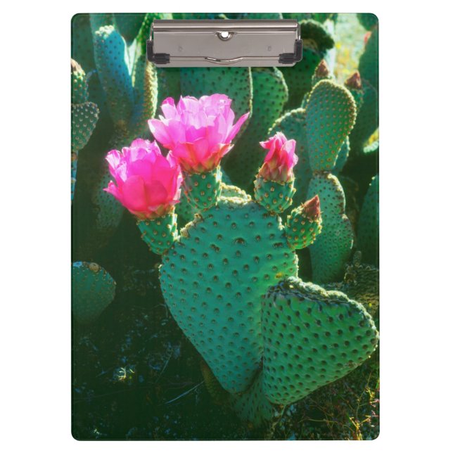 Carpeta De Pinza Flores de Cactus de Cola de Castor (Anverso)
