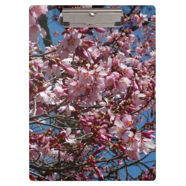 Carpeta De Pinza Flores de cerezo y flor de Blue Sky Spring (Anverso)