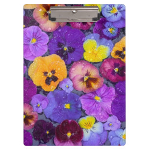 Carpeta De Pinza Flores de pensamiento flotando en baño de pájaros