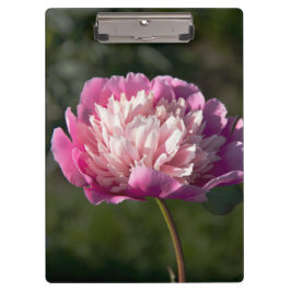 Carpeta De Pinza Flores de peonía rosada en primavera