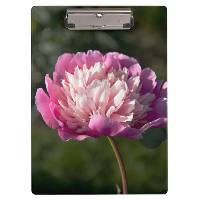 Carpeta De Pinza Flores de peonía rosada en primavera (Anverso)