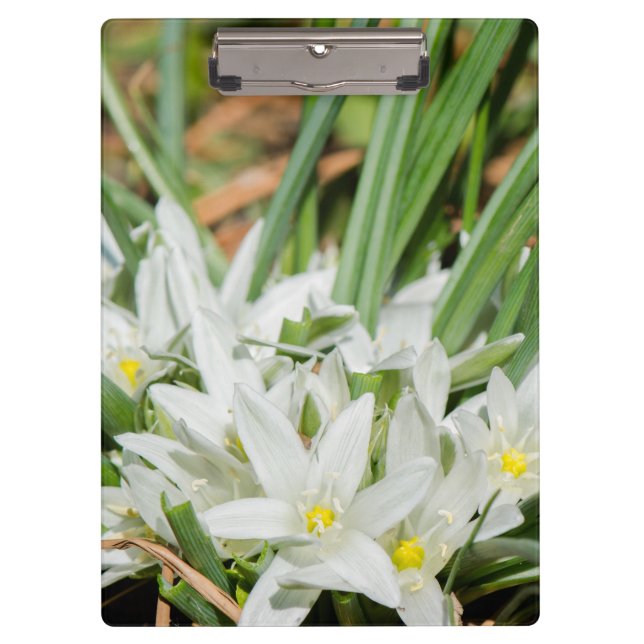 Carpeta De Pinza Flores de primavera (Anverso)