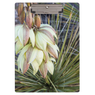 Carpeta De Pinza Flores de Yucca en el Alto Missouri