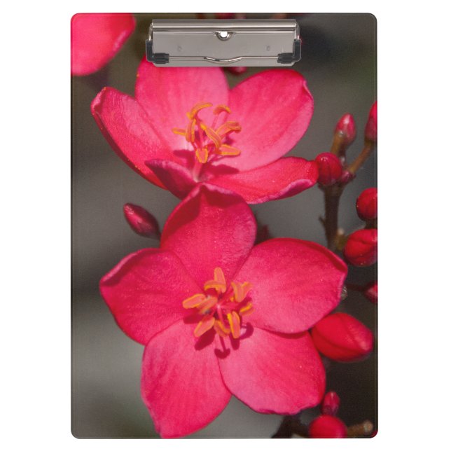 Carpeta De Pinza Flores rojas y rosadas tropicales de Fiji (Anverso)