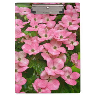 Carpeta De Pinza Flores rosadas del dogwood del kousa
