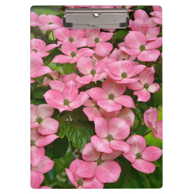 Carpeta De Pinza Flores rosadas del dogwood del kousa (Anverso)