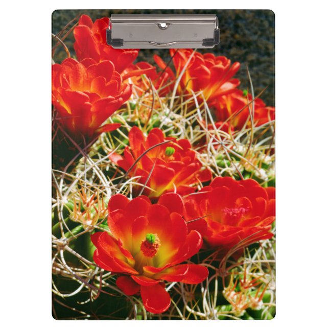 Carpeta De Pinza Flores silvestres de cactus Copa de Clarete (Anverso)