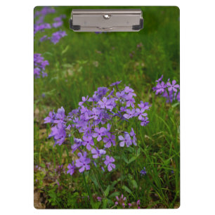 Carpeta De Pinza Flox Azul Silvestre