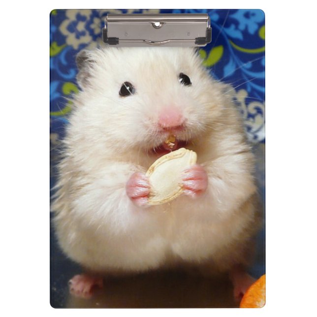 Carpeta De Pinza Fluffy Syrian Hamster Kokolinka (Anverso)
