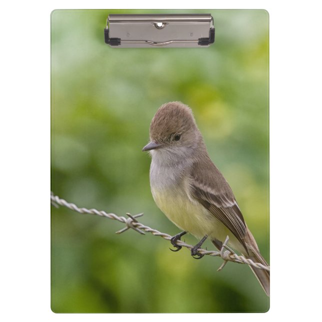 Carpeta De Pinza Flycatcher (Anverso)