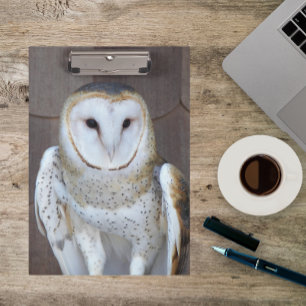 Carpeta De Pinza Foto de Barn Owl Raptor
