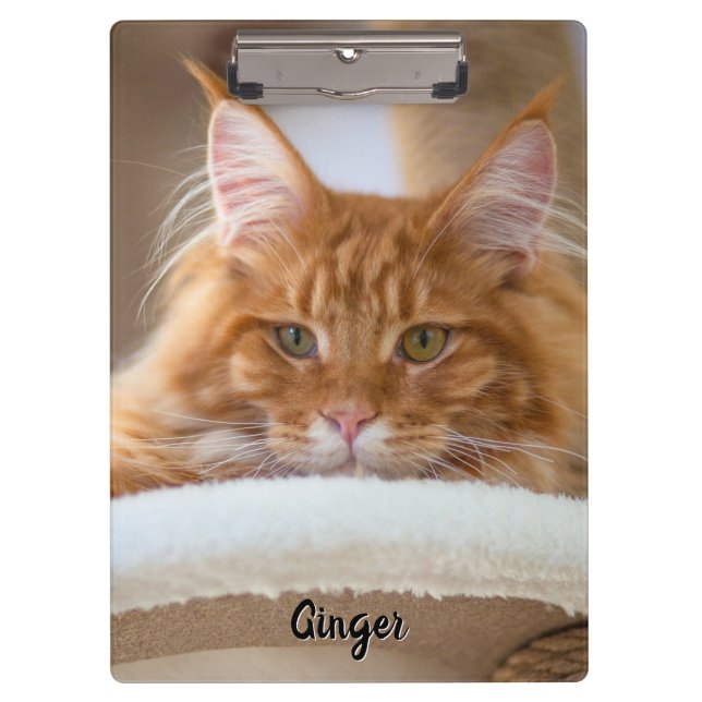 Carpeta De Pinza Foto de dos gatos (Anverso)