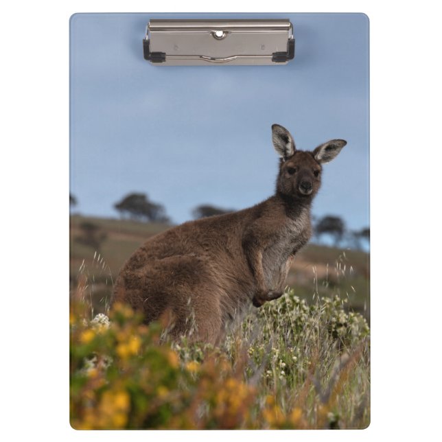 Carpeta De Pinza Foto de Kangaroo Australia (Anverso)