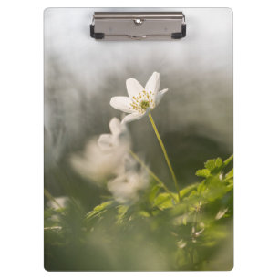 Carpeta De Pinza Foto de la naturaleza de las flores blancas
