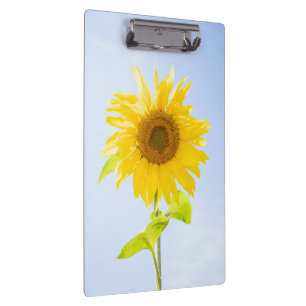 Carpeta De Pinza Foto de la naturaleza del girasol