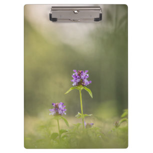 Carpeta De Pinza Foto de naturaleza autosana común