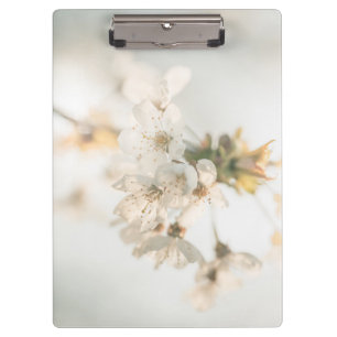 Carpeta De Pinza Foto de naturaleza de cerezo