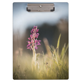 Carpeta De Pinza Foto de naturaleza de orquídeas silvestres