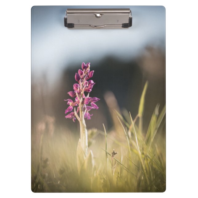 Carpeta De Pinza Foto de naturaleza de orquídeas silvestres (Anverso)