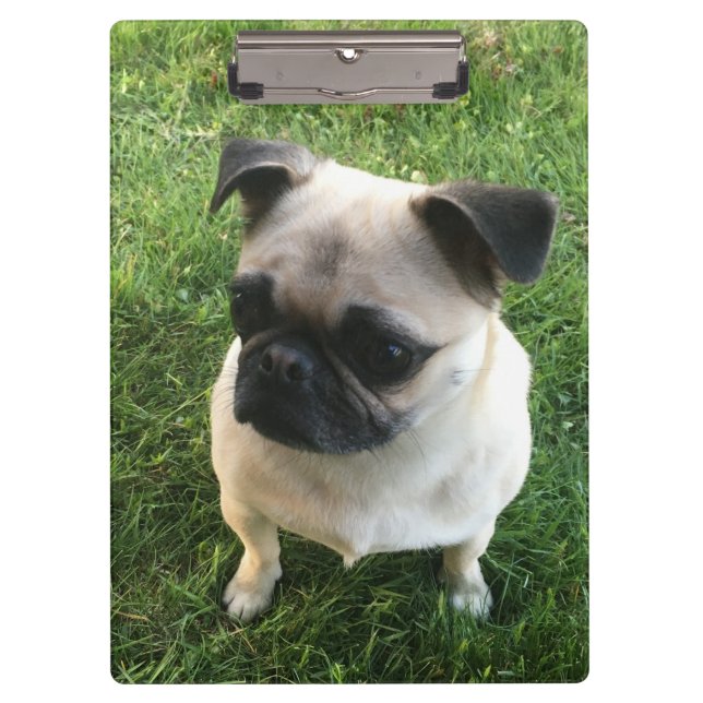 Carpeta De Pinza Foto de Pug Puppy (Anverso)