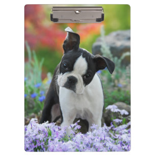 Carpeta De Pinza Foto de retrato de portero de perro adorador de Bo