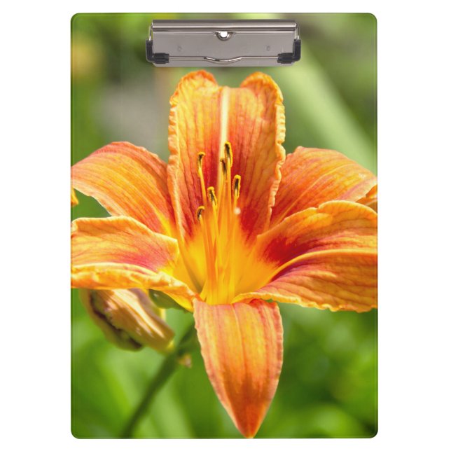 Carpeta De Pinza Foto de una flor de Lily grande (Anverso)