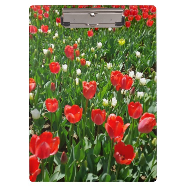 Carpeta De Pinza Foto del campo de la flor de tulipán roja (Anverso)
