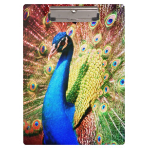 Carpeta De Pinza Foto imponente del pavo real