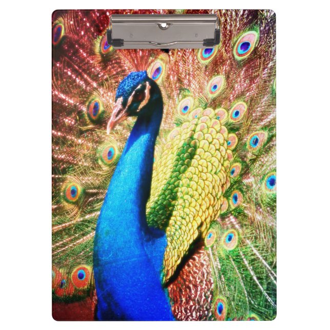 Carpeta De Pinza Foto imponente del pavo real (Anverso)