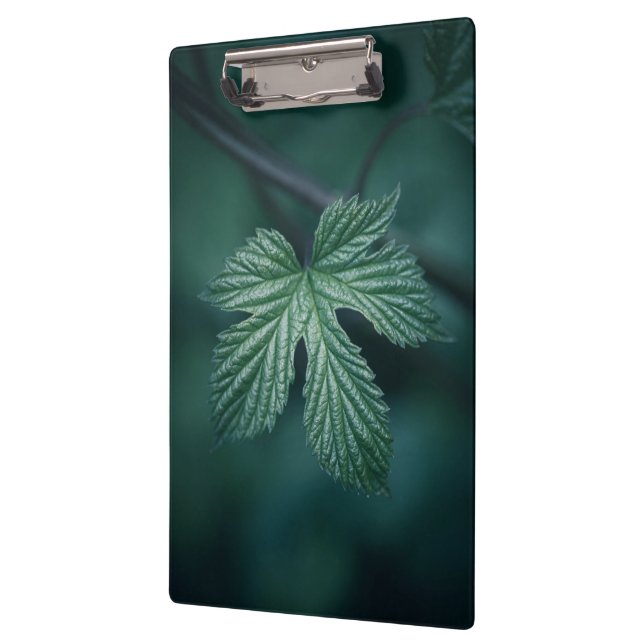 Carpeta De Pinza Foto natural de Hop Humulus Leaf (Izquierda)