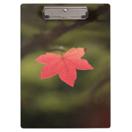 Carpeta De Pinza Foto natural de la hoja de arce de otoño roja