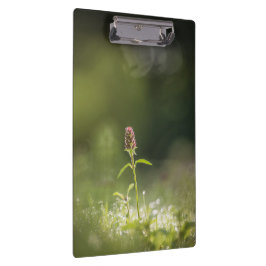 Carpeta De Pinza Foto natural de las flores de Prunella