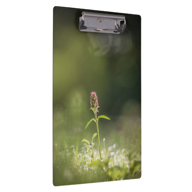 Carpeta De Pinza Foto natural de las flores de Prunella (Derecha)