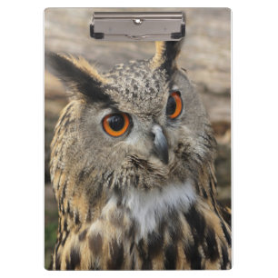 Carpeta De Pinza Fotografía de búho de águila cuta
